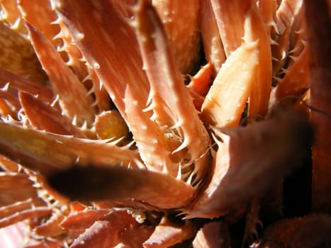 picture of aloe plants