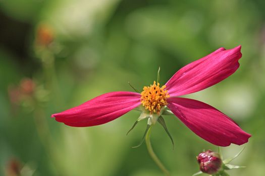 Close up o the three petals of the cosmos blossom.