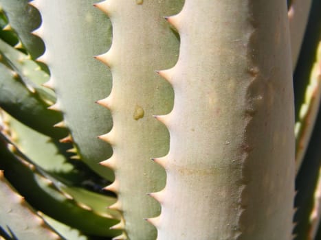 picture of aloe plants