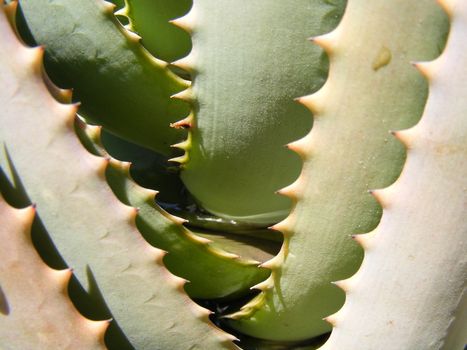 picture of aloe plants