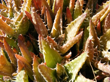 picture of aloe plants