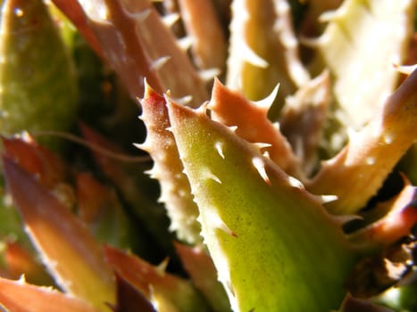 picture of aloe plants