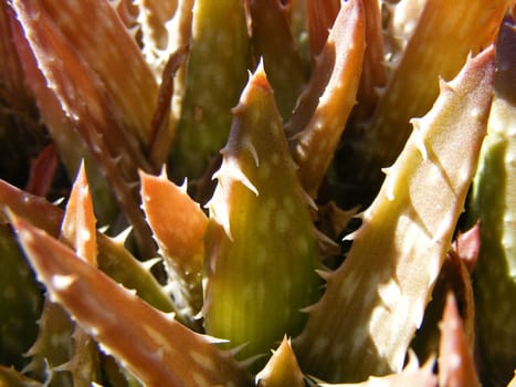 picture of aloe plants