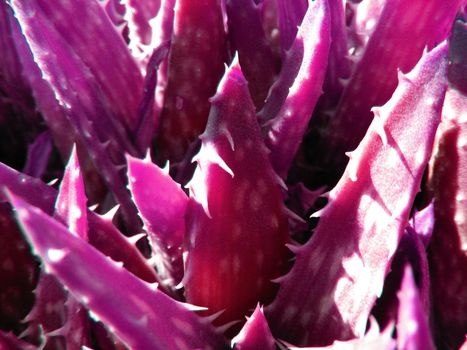 picture of aloe plants