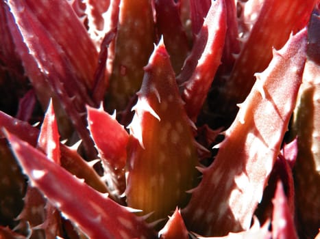 picture of aloe plants