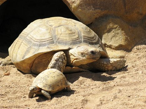 Turtles in desert