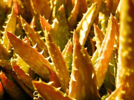 picture of aloe plants