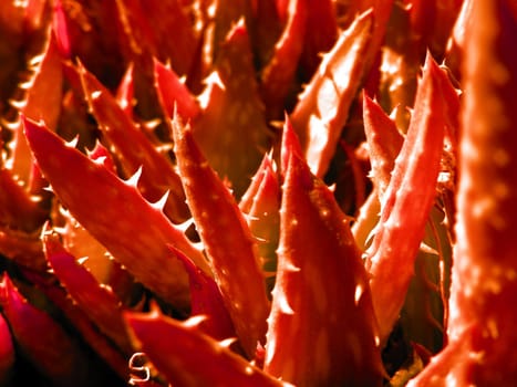 picture of aloe plants