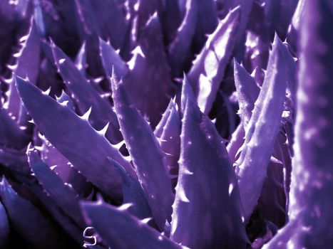 picture of aloe plants