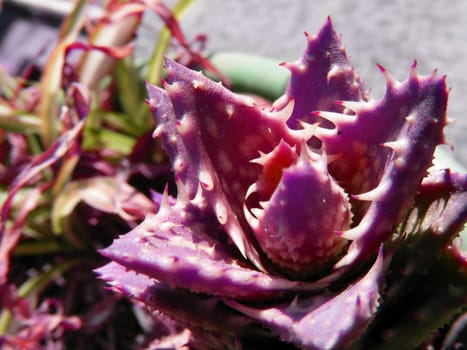 picture of aloe plants