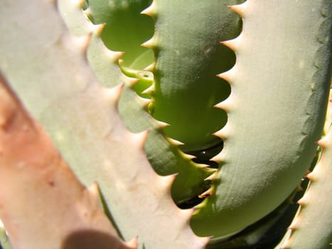 picture of aloe plants