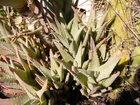 picture of aloe plants