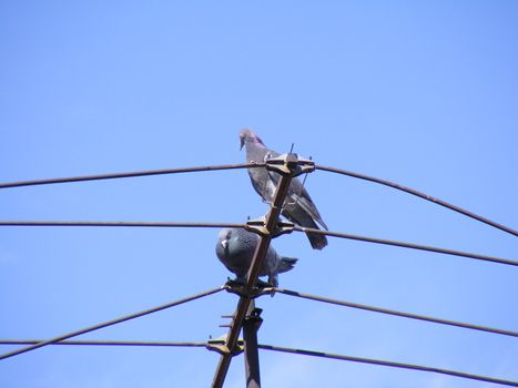 two pigeons perched on electric pole