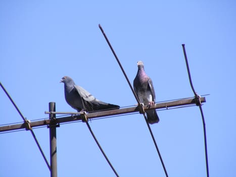 two pigeons perched on electric pole