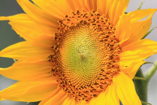Close up of the big yellow sunflower