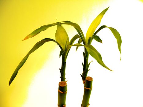 picture of bamboo plants