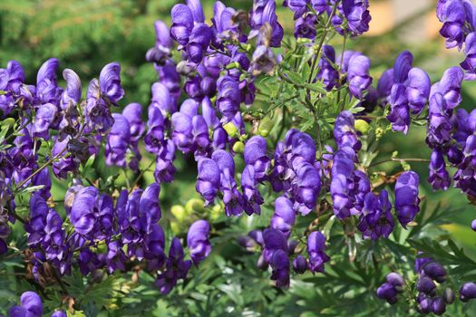 Close up of the purple aconitum blossoms.