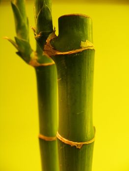 picture of bamboo plants