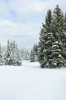 Fir trees covered with snow on a winter mountain