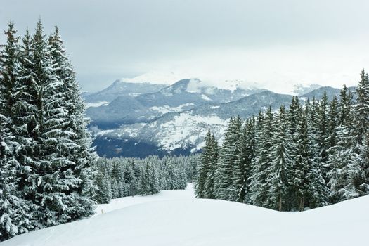 Fir trees covered with snow on a winter mountain