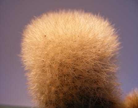 close up of fuzzy cactus
