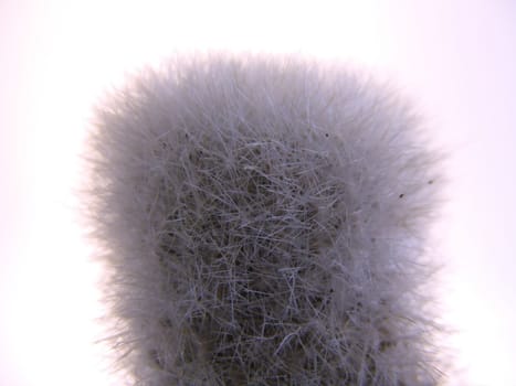 close up of fuzzy cactus