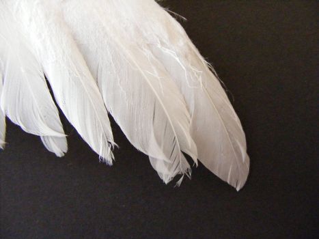 white wing closeup