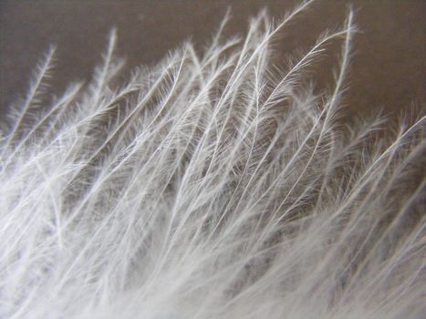 closeup of soft feather