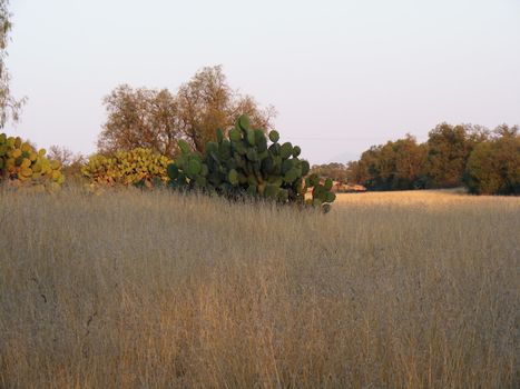 picture of mexican native cactus  named nopal