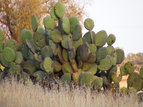 picture of mexican native cactus  named nopal