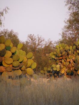 picture of mexican native cactus  named nopal