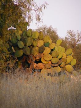 picture of mexican native cactus  named nopal