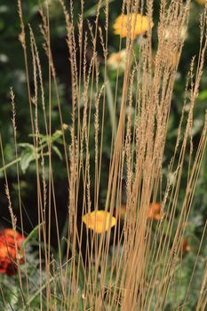 Close up of the different summer plants.