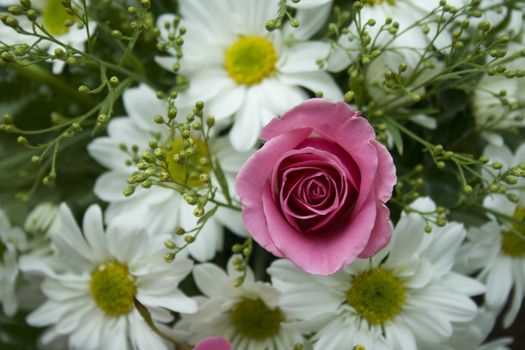 A Pink Rose with white daisy at background.