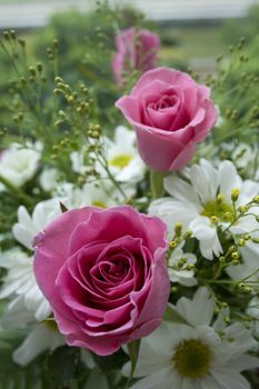 Pink Roses with white daisy at background.
