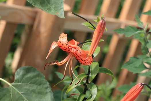 Close up of the tiger lily blossom near wooden fence