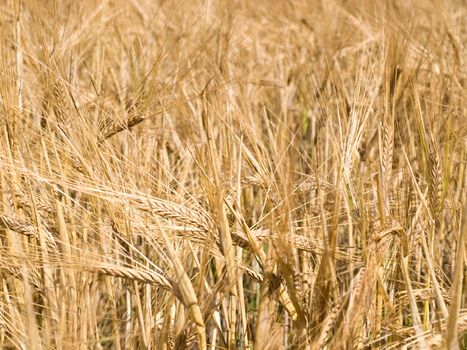 Background closeup of golden yellow wheat ready for harvest