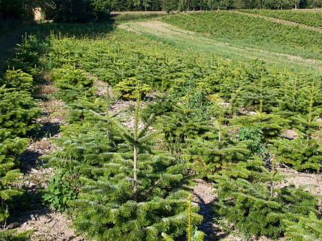 Field of special trees grown for Christmas 