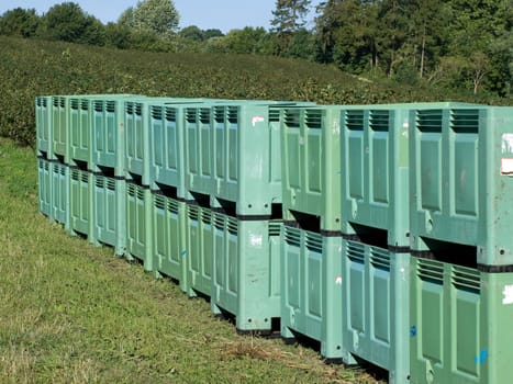 Lines of fruit crates in blackberries filed during harvest season