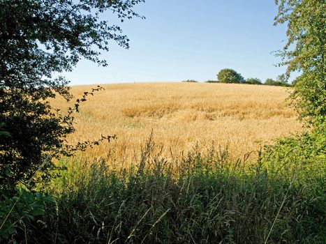 Golden ripe wheat field surrounded by green