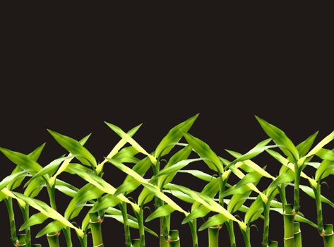 bamboo plants background