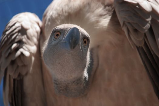 Closeup of male vulture bird of prey with sky background