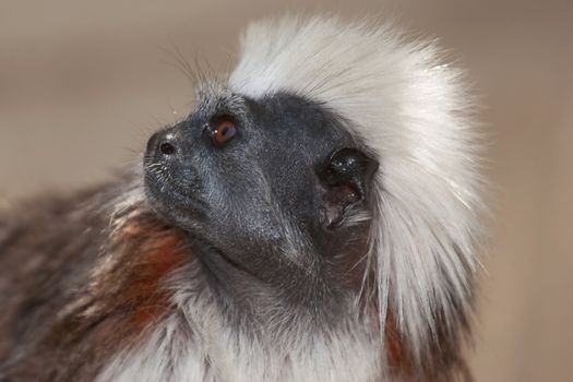 Cotton top tamarin in a zoo enclosure