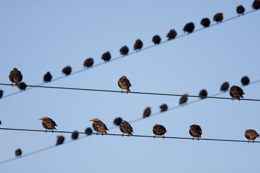 Birds on telephone lines, gathered in large groups