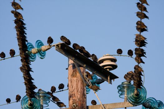 Birds on telephone lines, gathered in large groups
