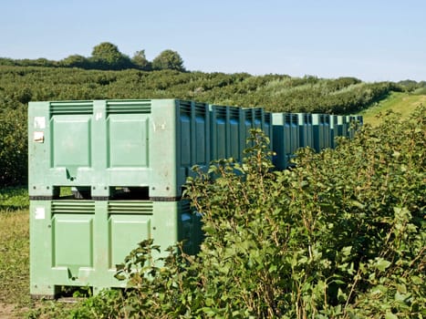 Crates in the field during harvest of blackberries