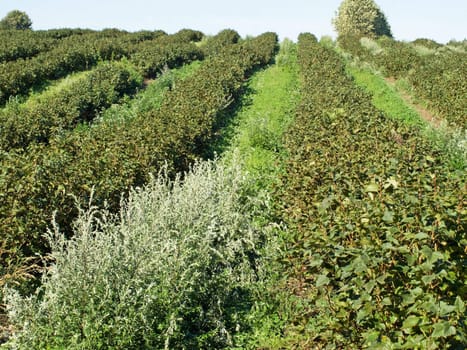 Field of blackberries in the harvest season