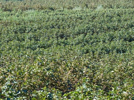 Field of blackberries in harvest time background