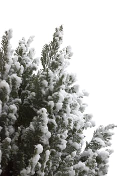 Snow on the branches of a fir tree