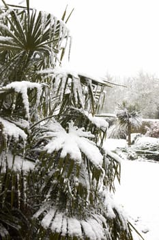 Snow on the fronds of a palm tree